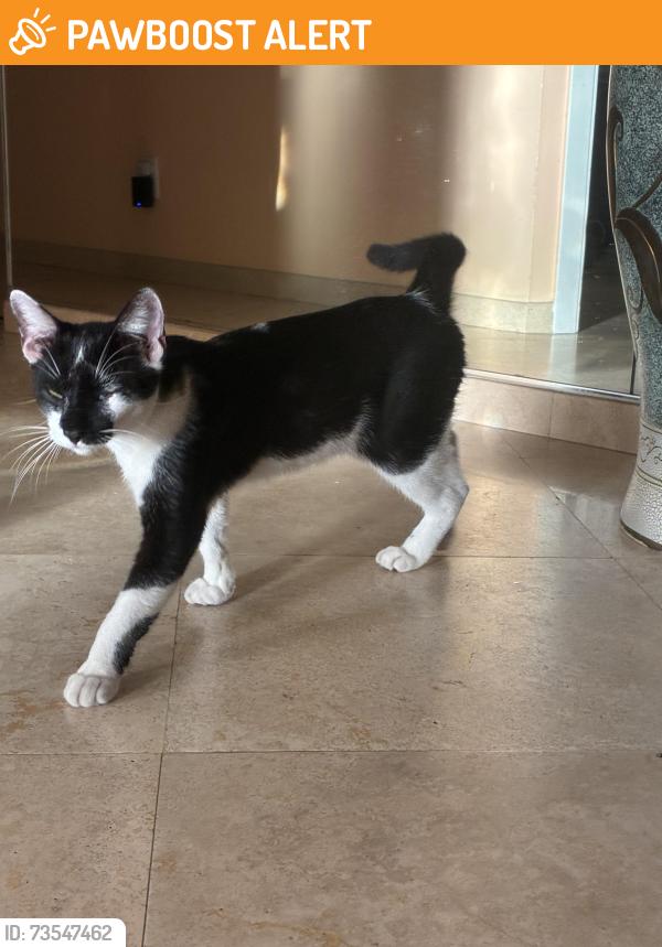 Found/Stray Male Cat last seen N A Street and 22nd Ave North, Lake Worth, Lake Worth Beach, FL 33460