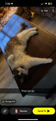Lost Female Cat last seen Near cook drive, Hubbards, NS B0J 1T0