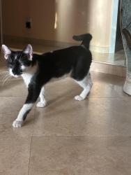 Found/Stray Male Cat last seen N A Street and 22nd Ave North, Lake Worth, Lake Worth Beach, FL 33460