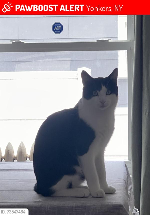 Lost Male Cat last seen Midland Ave Yonkers, Yonkers, NY 10705