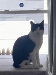 Lost Male Cat last seen Midland Ave Yonkers, Yonkers, NY 10705