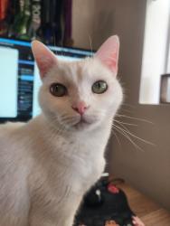 Reunited Female Cat last seen Chenery, San Francisco, CA 94131