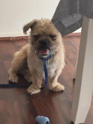 Found/Stray Male Dog last seen Colorado Blvd and Lockhaven, Los Angeles, CA 90041