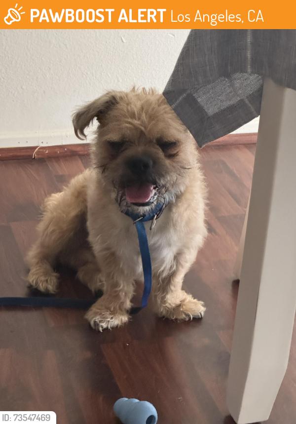 Found/Stray Male Dog last seen Colorado Blvd and Lockhaven, Los Angeles, CA 90041