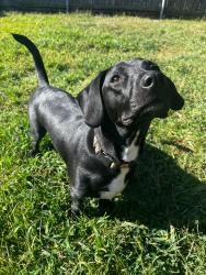 Reunited Female Dog last seen Near Walmar and Rachella in east Providence, East Providence, RI 02914