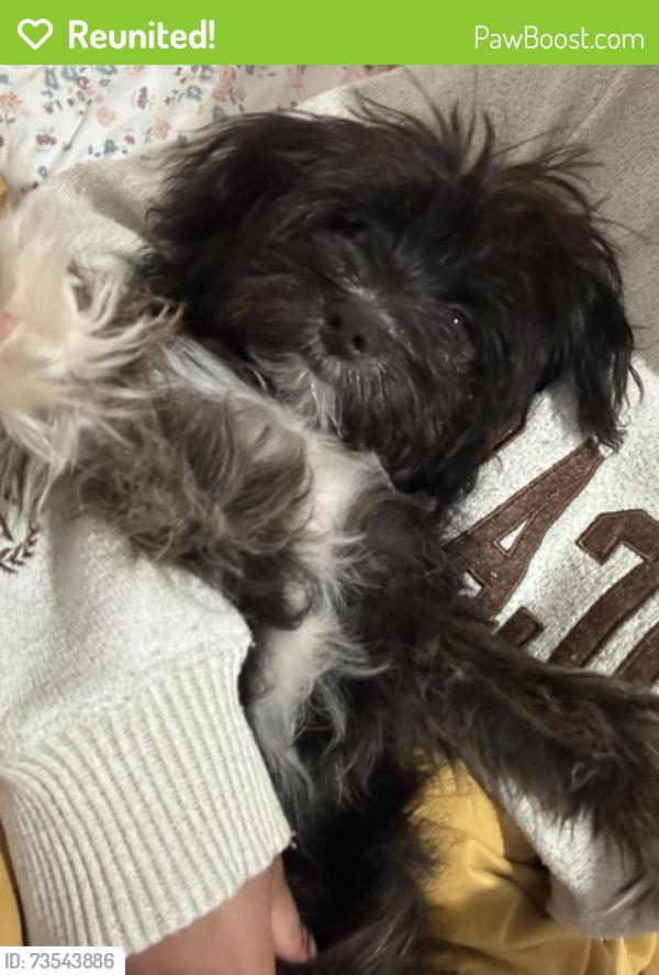 Reunited Female Dog last seen Near Zalat Pizza, Across from UNT Denton, Denton, TX 76201