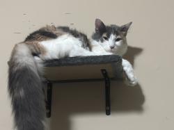 Reunited Female Cat last seen Iglehart Ave & Dale St N, St Paul, MN 55104, USA, Saint Paul, MN 55104