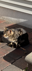 Found/Stray Unknown Cat last seen Bradford Lane and Franklin, Plainsboro Township, NJ 08536