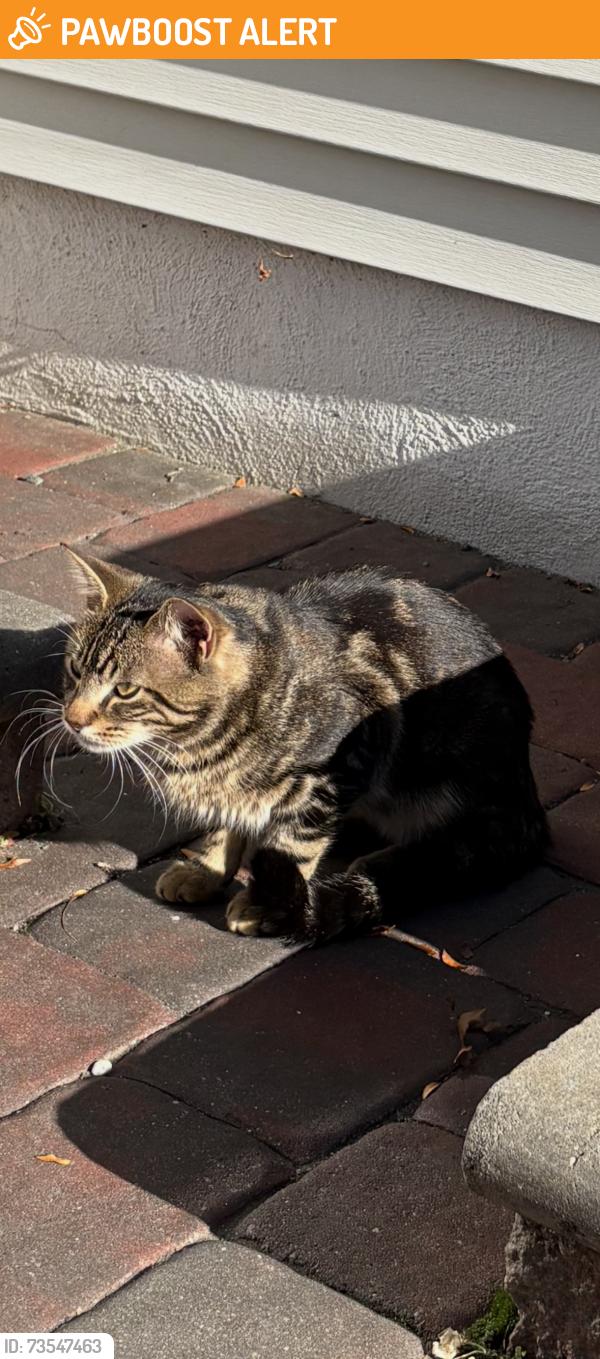Found/Stray Unknown Cat last seen Bradford Lane and Franklin, Plainsboro Township, NJ 08536