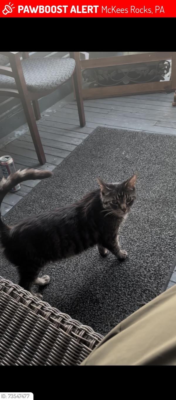 Lost Male Cat last seen Broadway and Dhorman, McKees Rocks, PA 15136