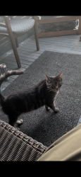 Lost Male Cat last seen Broadway and Dhorman, McKees Rocks, PA 15136