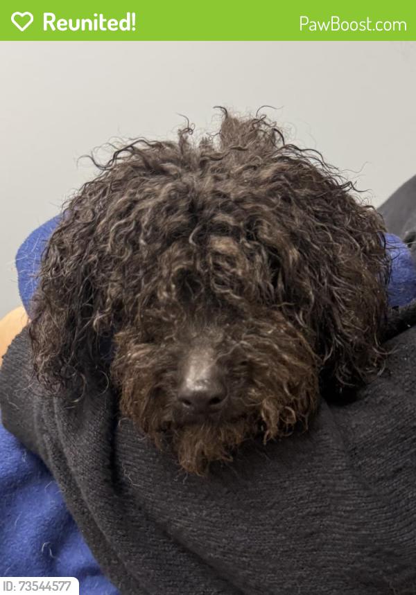 Reunited Male Dog last seen Shattalon Drive, Winston-Salem, NC 27106