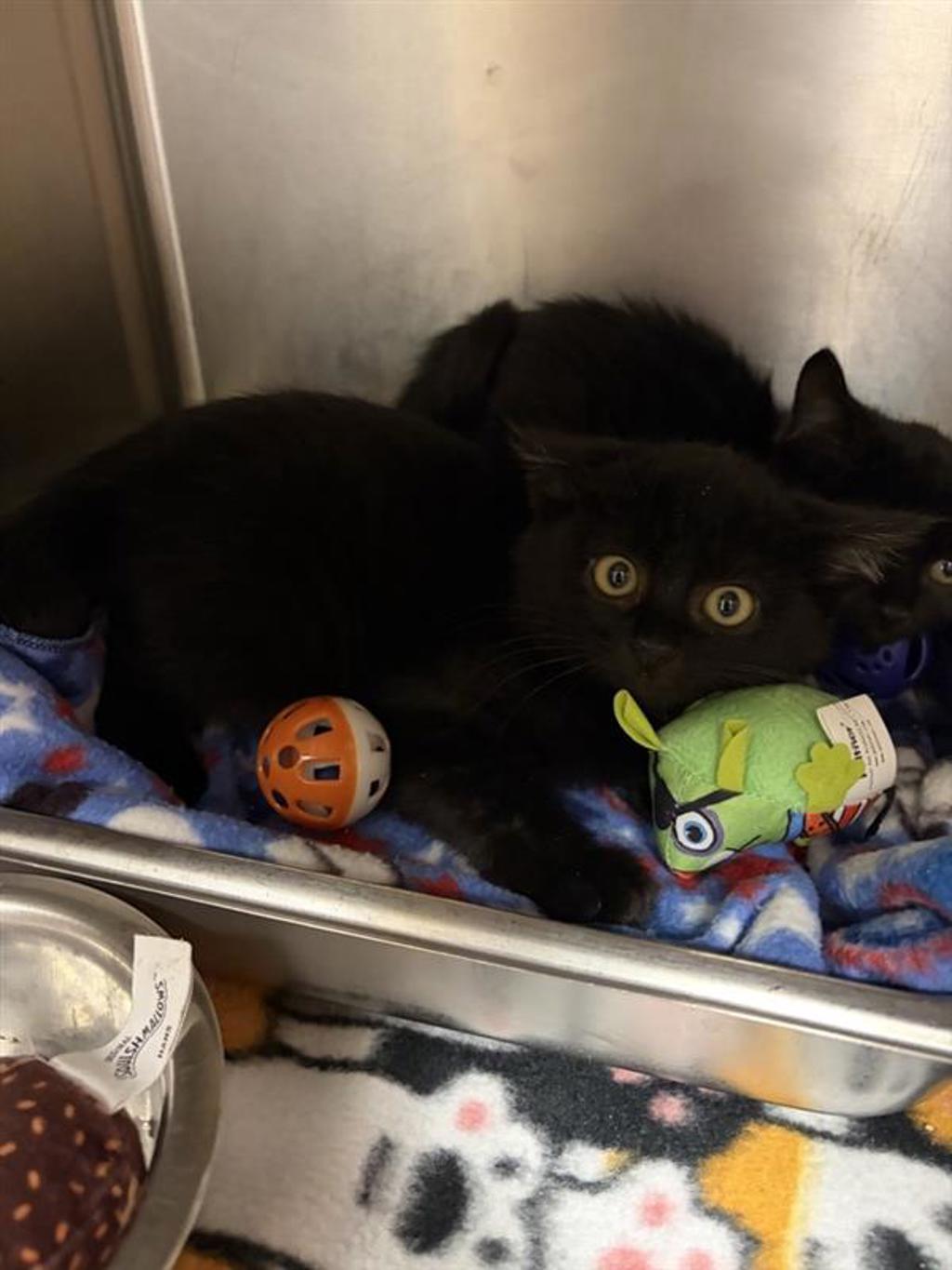 Shelter Stray Male Cat last seen Near A Avenue NW, GREAT FALLS, MT, 59405, 1010 25th Ave NE, Great Falls, MT 59404, USA