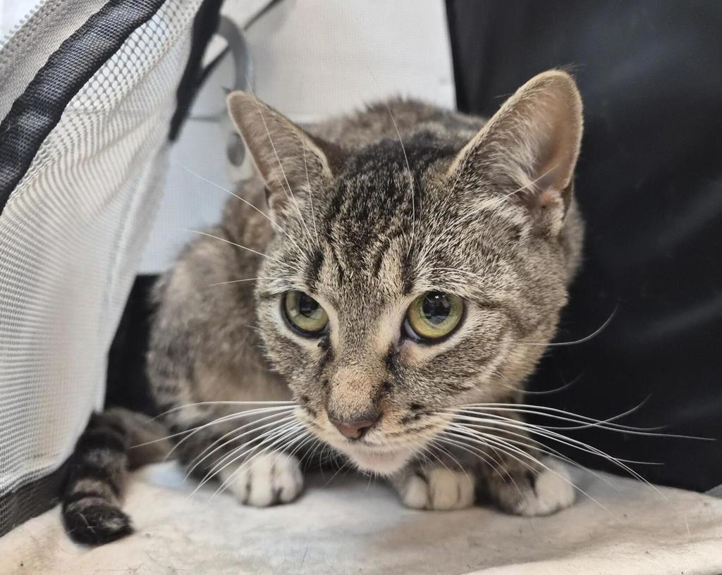 Shelter Stray Unknown Cat last seen E Burnside Ave, BRONX, NY, 10453, 326 E 110th St, New York, NY 10029, USA