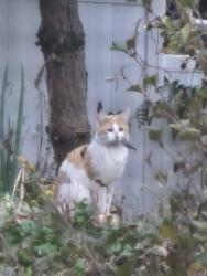 Found/Stray Unknown Cat last seen Maryland Street, Saint Paul, MN 55106