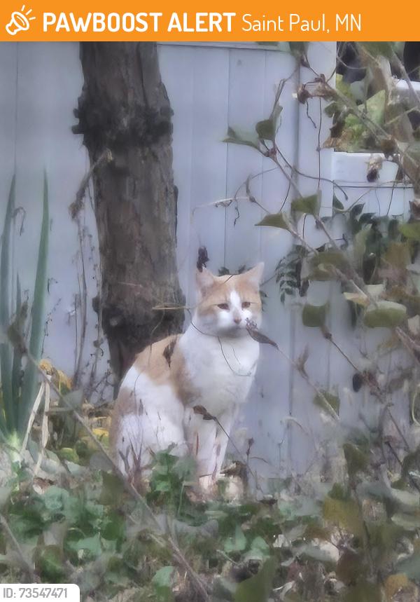 Found/Stray Unknown Cat last seen Maryland Street, Saint Paul, MN 55106