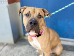 Shelter Stray Male Dog last seen in the street at E Gun Hill Road and White Plains Road, BRONX, NY, 10467, 326 E 110th St, New York, NY 10029, USA