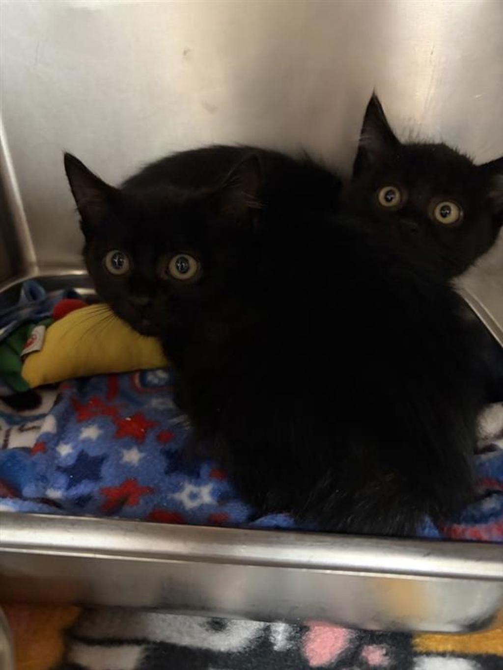 Shelter Stray Female Cat last seen Near A Avenue NW, GREAT FALLS, MT, 59405, 1010 25th Ave NE, Great Falls, MT 59404, USA
