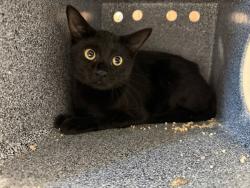 Shelter Stray Female Cat last seen Near Eastchester Road, BRONX, NY, 10461, 326 E 110th St, New York, NY 10029, USA