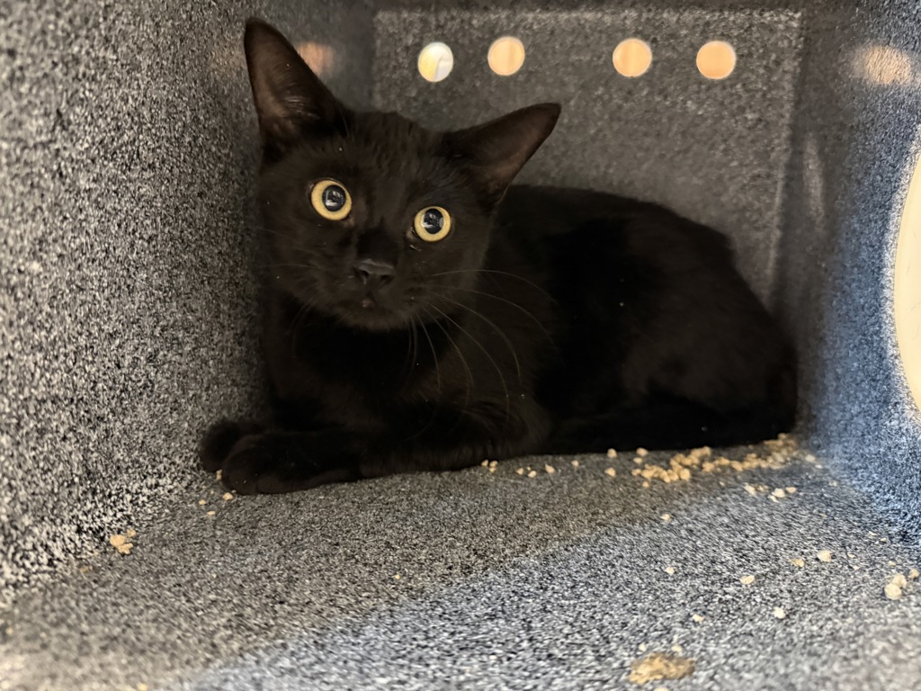 Shelter Stray Female Cat last seen Near Eastchester Road, BRONX, NY, 10461, 326 E 110th St, New York, NY 10029, USA
