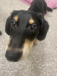 Shelter Stray Male Dog last seen W 13th St & King St, VANCOUVER, WA, 98660, 1100 NE 192nd Ave, Vancouver, WA 98684, USA