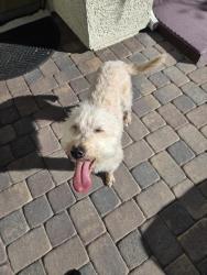 Reunited Female Dog last seen Losee and the 215 in the watercolor community, North Las Vegas, NV 89086