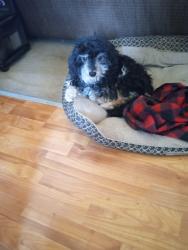 Found/Stray Male Dog last seen Magna Utah 84044, Escondido, CA 92046