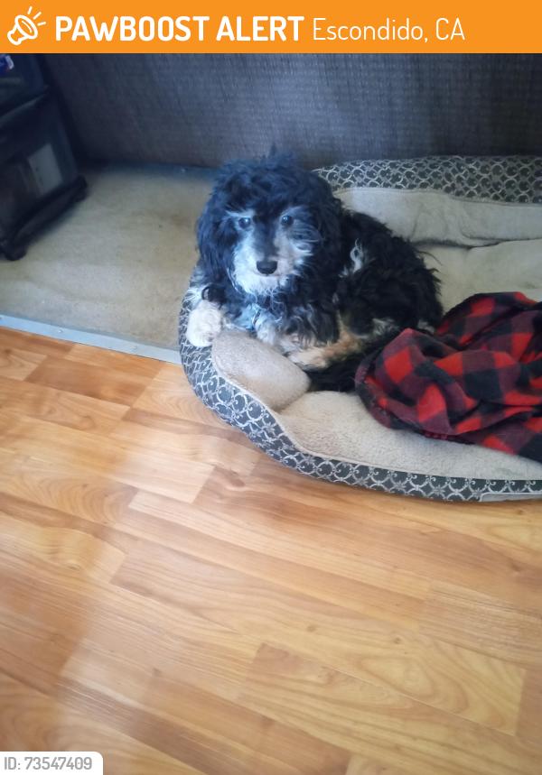 Found/Stray Male Dog last seen Magna Utah 84044, Escondido, CA 92046