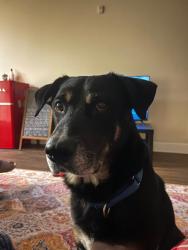 Shelter Stray Male Dog last seen 44th Street, San Diego, CA, 92105, 5500 Gaines St, San Diego, CA 92110, USA