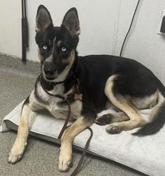 Shelter Stray Female Dog last seen Near La Mirada Drive, San Marcos, CA, 92069, Escondido, CA 92027, USA
