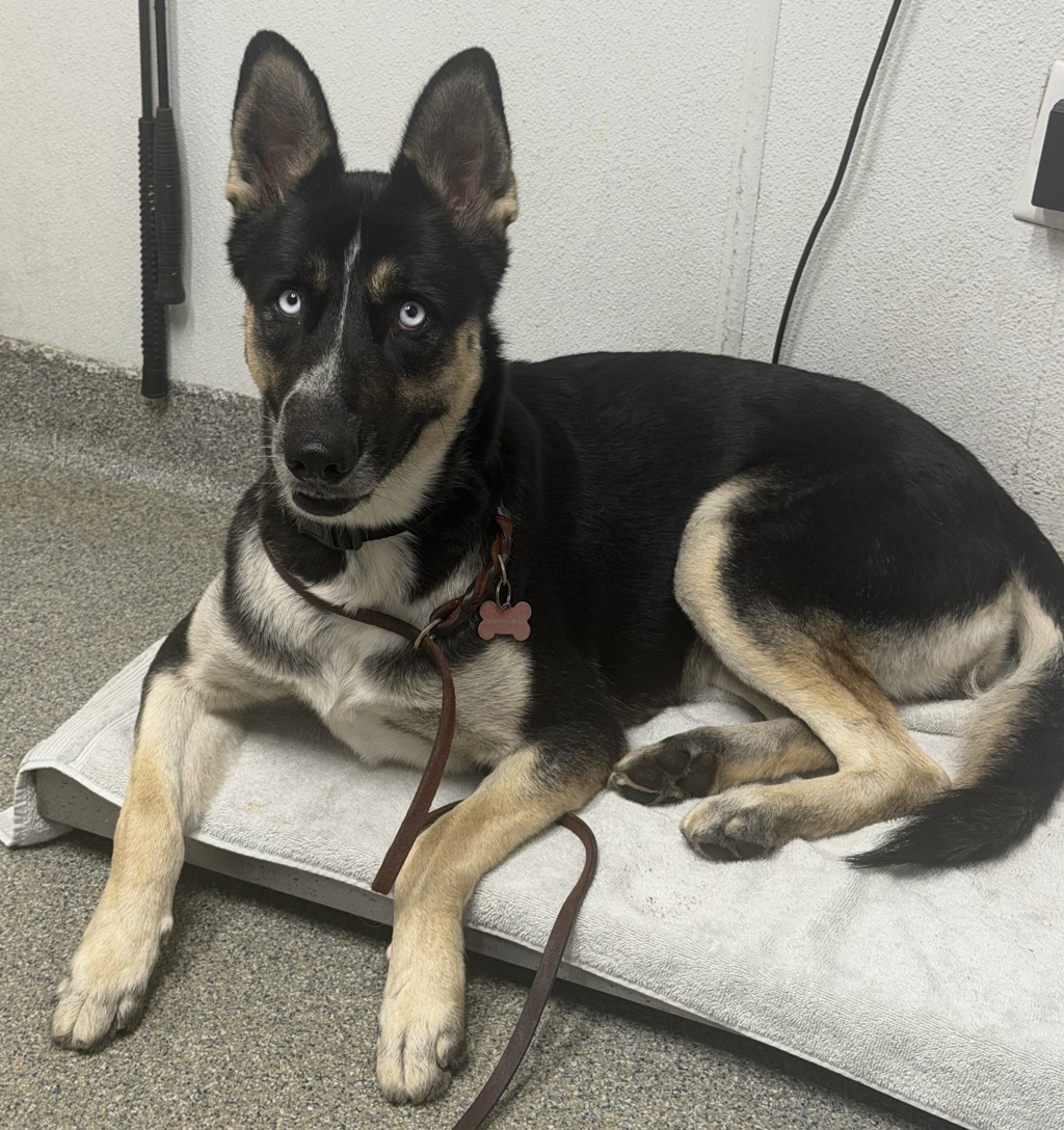 Shelter Stray Female Dog last seen Near La Mirada Drive, San Marcos, CA, 92069, Escondido, CA 92027, USA