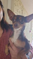 Reunited Female Dog last seen Near SW 101st Ave, Miami, FL 33173, Miami, FL 33173