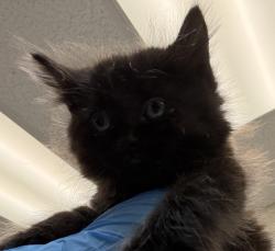 Shelter Stray Male Cat last seen SE Knight and SE 145th ave, OR, 1700 W Historic Columbia River Hwy, Troutdale, OR 97060, USA