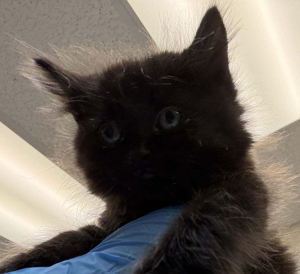 Shelter Stray Male Cat last seen SE Knight and SE 145th ave, OR, 1700 W Historic Columbia River Hwy, Troutdale, OR 97060, USA