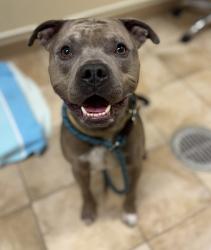 Shelter Stray Male Dog last seen Near Blk NE Paropa Ct, GRESHAM, OR, 97030, 1700 W Historic Columbia River Hwy, Troutdale, OR 97060, USA