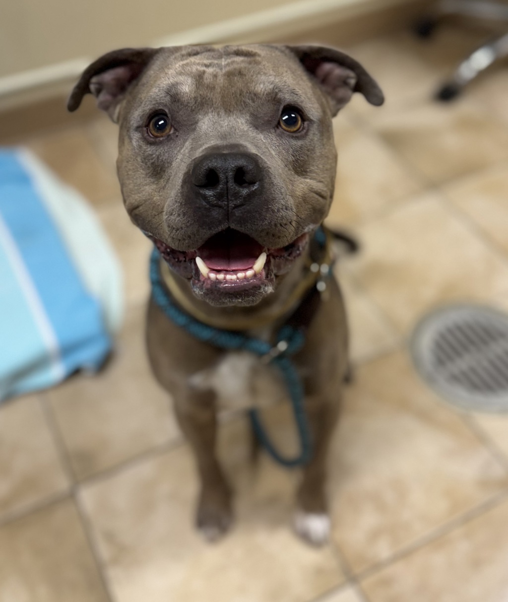 Shelter Stray Male Dog last seen Near Blk NE Paropa Ct, GRESHAM, OR, 97030, 1700 W Historic Columbia River Hwy, Troutdale, OR 97060, USA