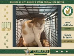 Shelter Stray Unknown Cat last seen Near Brandon Court, COCOA, FL, 32926, 5100 W Eau Gallie Blvd, Melbourne, FL 32934, USA