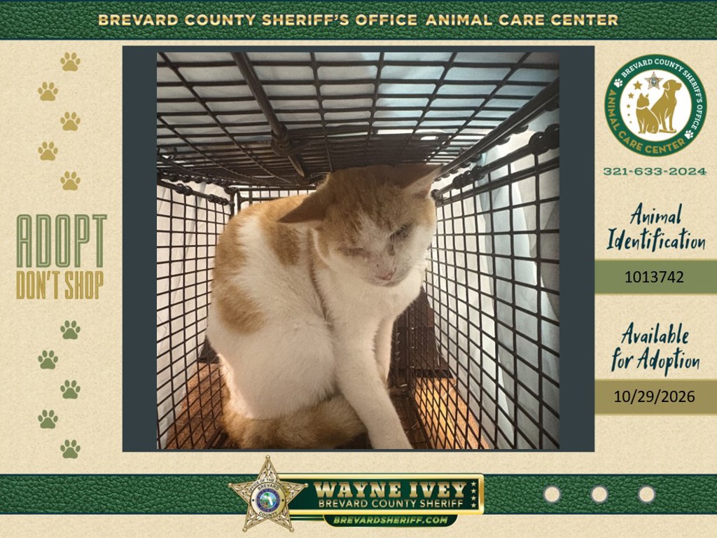 Shelter Stray Unknown Cat last seen Near Brandon Court, COCOA, FL, 32926, 5100 W Eau Gallie Blvd, Melbourne, FL 32934, USA