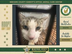 Shelter Stray Unknown Cat last seen Near Brandon Court, COCOA, FL, 32926, 5100 W Eau Gallie Blvd, Melbourne, FL 32934, USA