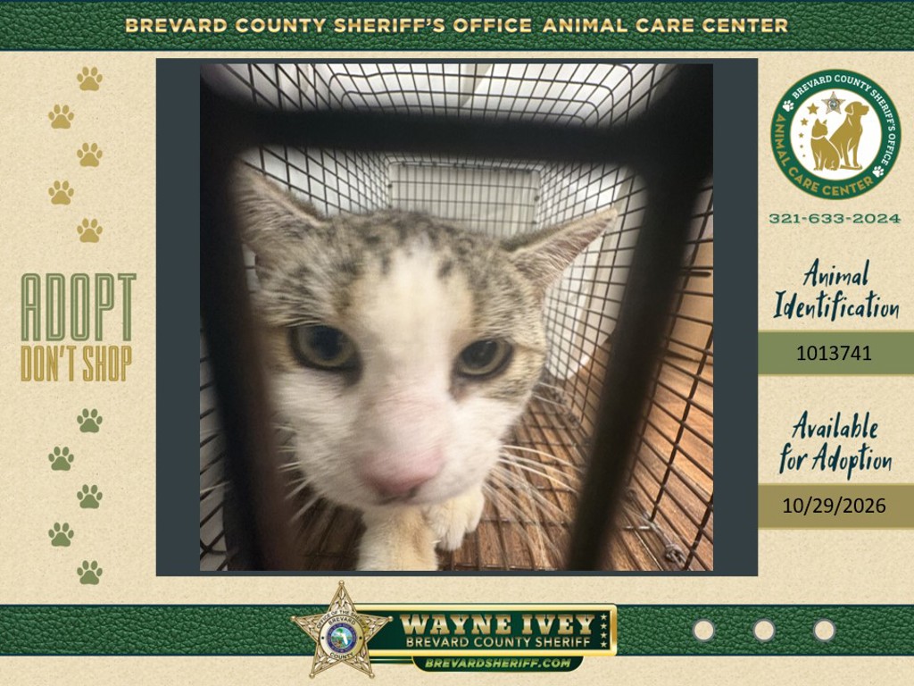 Shelter Stray Unknown Cat last seen Near Brandon Court, COCOA, FL, 32926, 5100 W Eau Gallie Blvd, Melbourne, FL 32934, USA