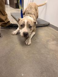 Shelter Stray Female Dog last seen Near Teema Road, CARENCRO, LA, 70520, 410 Dugas Rd, Lafayette, LA 70507, USA