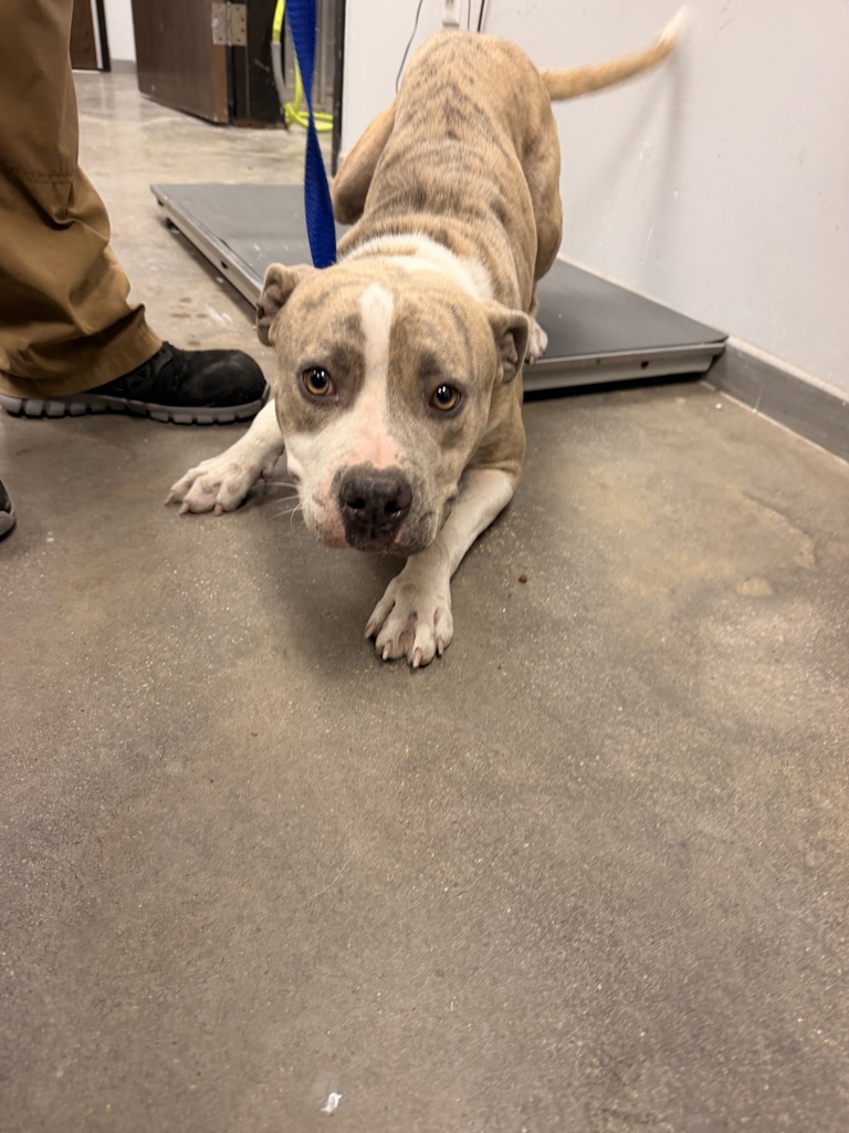 Shelter Stray Female Dog last seen Near Teema Road, CARENCRO, LA, 70520, 410 Dugas Rd, Lafayette, LA 70507, USA