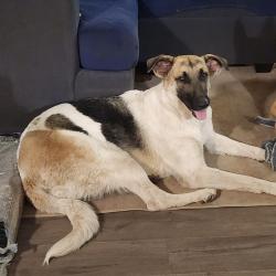 Lost Female Dog last seen Turtle Dove Drive, Lake Elsinore, CA 92530