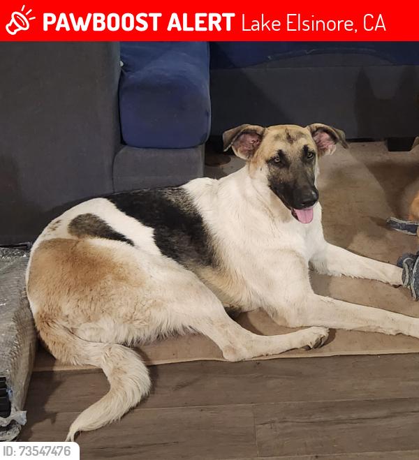 Lost Female Dog last seen Turtle Dove Drive, Lake Elsinore, CA 92530