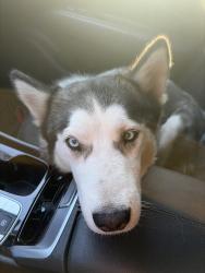 Found/Stray Female Dog last seen Cypresswood and Coachgate, Spring, TX 77387