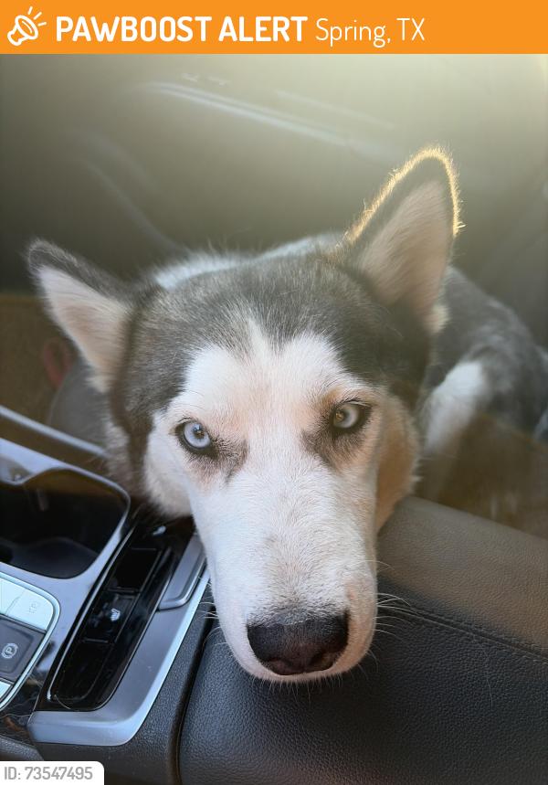 Found/Stray Female Dog last seen Cypresswood and Coachgate, Spring, TX 77387