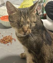 Reunited Unknown Cat last seen Near N Pioneer Ave, Shavertown, PA 18708, USA, Shavertown, PA 18708