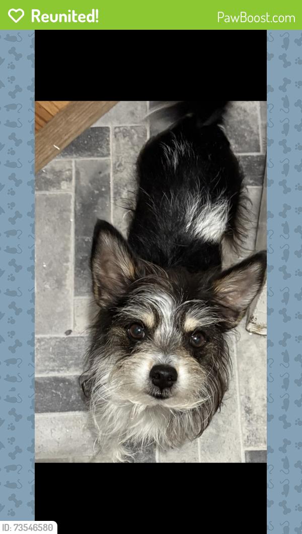 Reunited Female Dog last seen North new hope road, Nashville, TN 37076