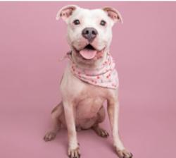 Reunited Female Dog last seen Old settlement road, Greenville County, SC 29690