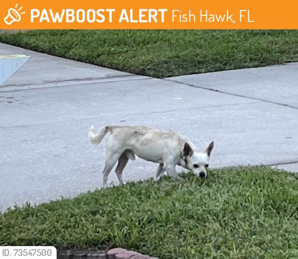 Found/Stray Male Dog last seen Kingbird Manor and Manor Oak, Fish Hawk, FL 33547